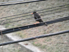 Turdus aurantius