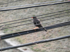 Turdus aurantius