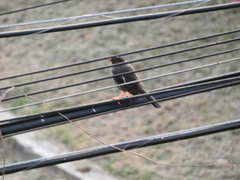 Turdus aurantius