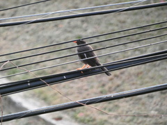 Turdus aurantius
