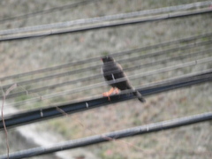 Turdus aurantius
