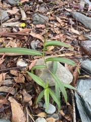 Persicaria decipiens