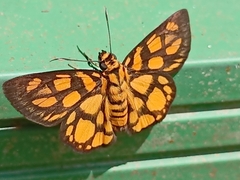 Odina hieroglyphica