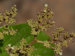 Premna coriacea