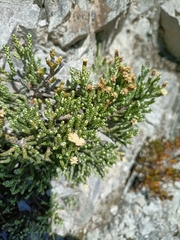Helichrysum intermedium