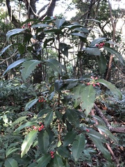 Ardisia cornudentata morrisonensis