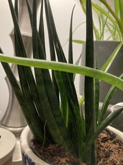 Sansevieria stuckyi