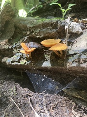 Heimiomyces velutipes