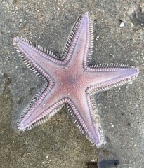 Astropecten armatus