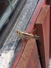 Schistocerca pallens