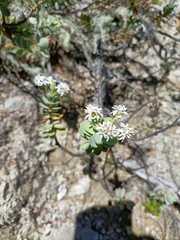 Veronica pinguifolia