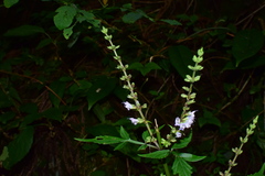 Salvia japonica