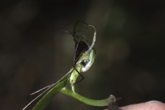 Corybas iridescens