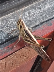 Schistocerca pallens