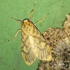 Ammatho cuneonotatus