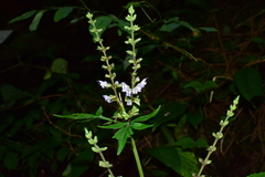 Salvia japonica