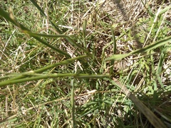 Eryngium ebracteatum
