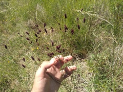Eryngium ebracteatum