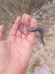 Hemiergis gracilipes