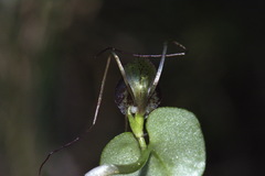 Corybas iridescens