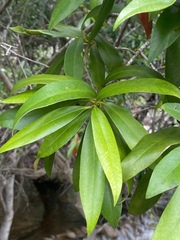 Tristaniopsis exiliflora