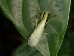 Tropidomantis gressitti
