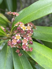 Tristaniopsis exiliflora