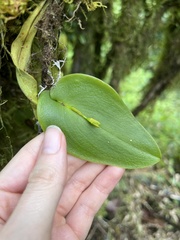 Acianthera