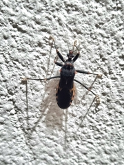 Opisthacidius