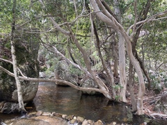 Tristaniopsis exiliflora