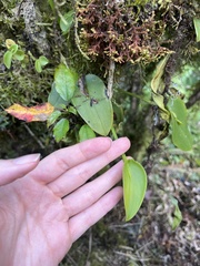 Acianthera