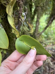 Acianthera