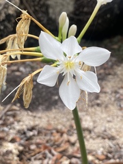 Proiphys amboinensis