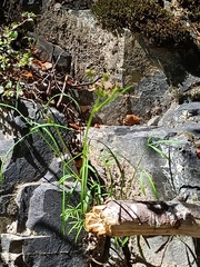 Anisotome filifolia