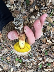 Aureoboletus