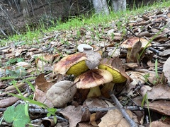 Aureoboletus