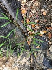 Anisotome filifolia