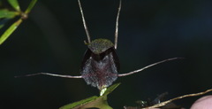 Corybas iridescens