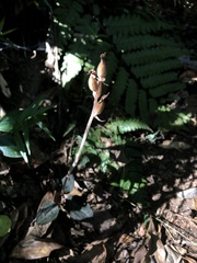 Anoectochilus formosanus