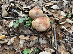 Aureoboletus