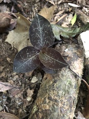 Anoectochilus formosanus