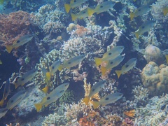 Lutjanus ehrenbergii