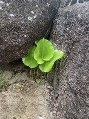 Proiphys amboinensis