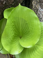 Proiphys amboinensis