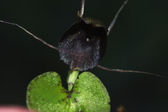 Corybas iridescens