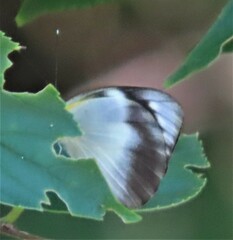 Appias epaphia contracta