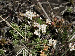 Pimelea oreophila lepta