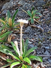 Celmisia spectabilis spectabilis