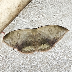 Somatina purpurascens