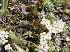 Pimelea oreophila lepta